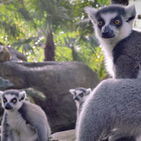 Bioparc Fuengirola