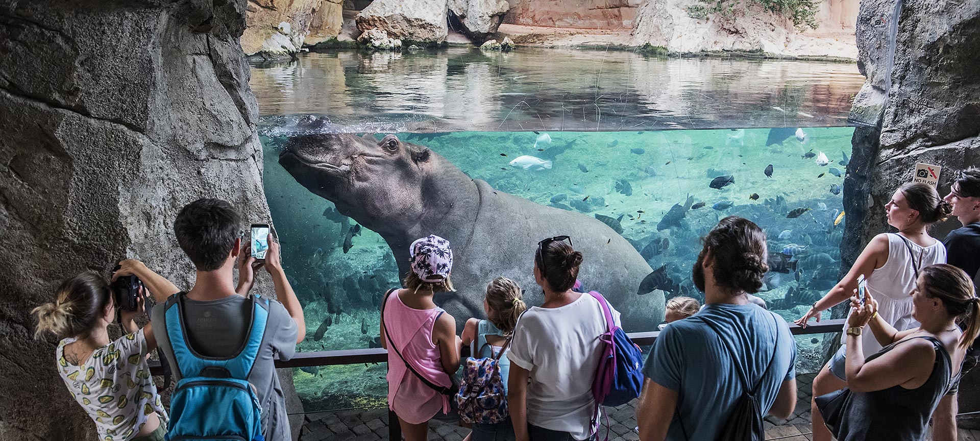 Бегемоты в пещере Китум. «Биопарк» в Валенсии