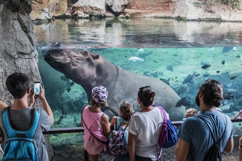 Nilpferde in der Kitum-Höhle. Bioparc Valencia