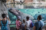 Hippopotames dans la grotte de Kitum. Bioparc Valencia