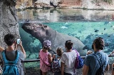 Hipopótamos en la cueva de Kitum. Bioparc Valencia