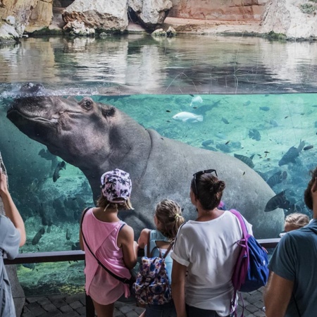 Hipopótamos en la cueva de Kitum. Bioparc Valencia