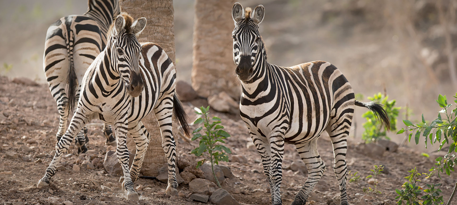 Oasis Wildlife на Фуэртевентуре