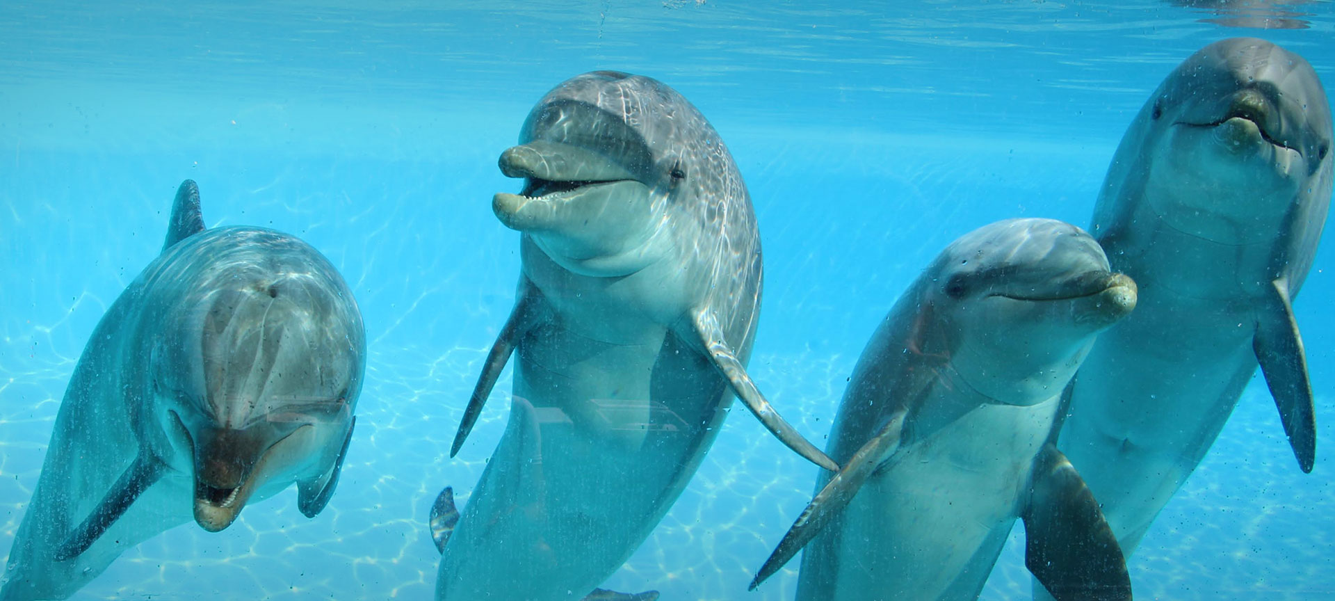 Парк Selwo Marina в Бенальмадене