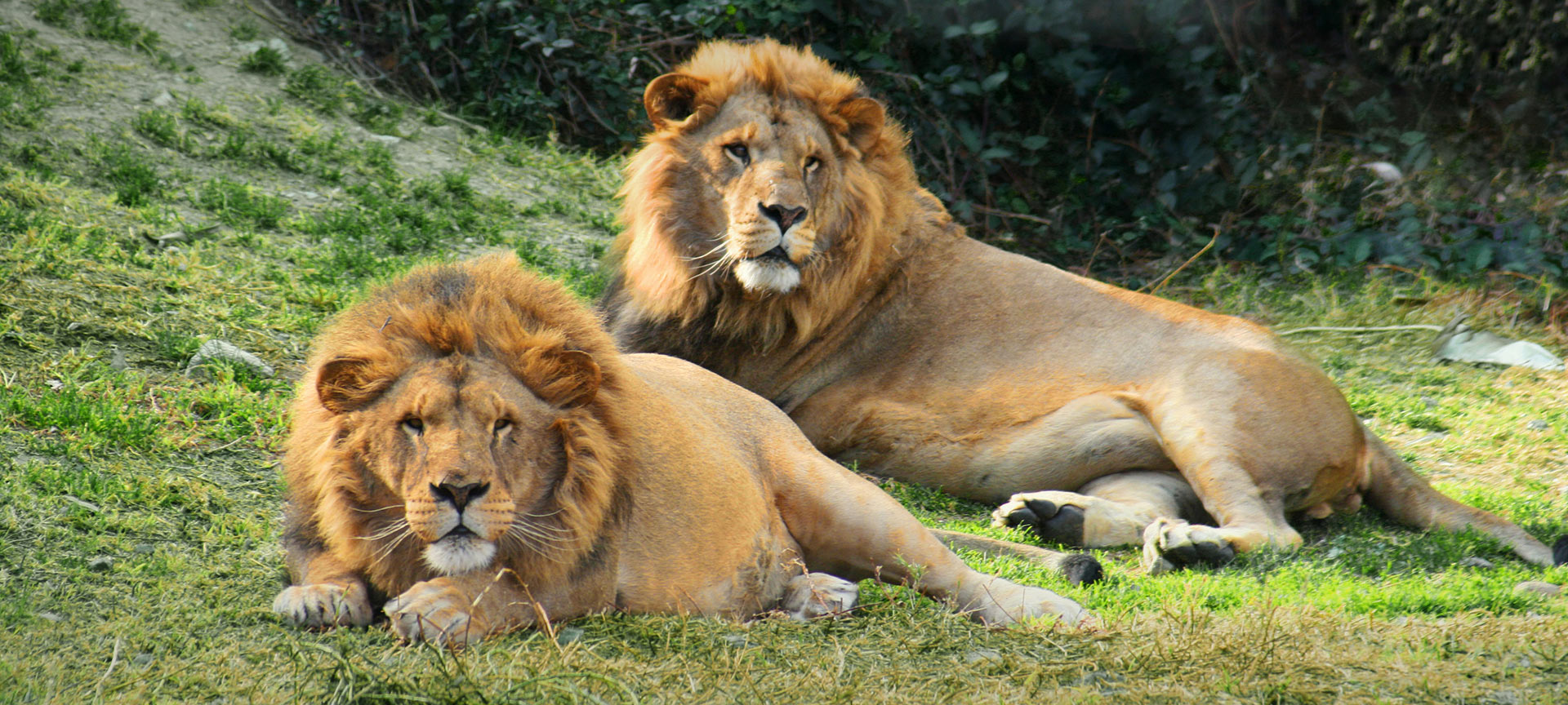 Selwo Aventura в Эстепоне