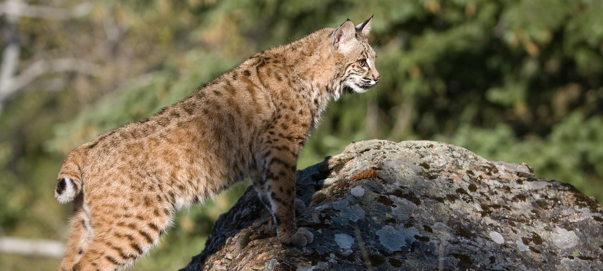 Пиренейская рысь.