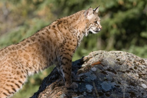 Lince ibérico