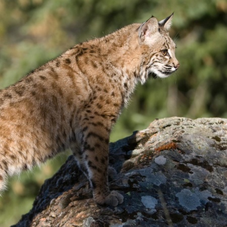 Lince ibérico