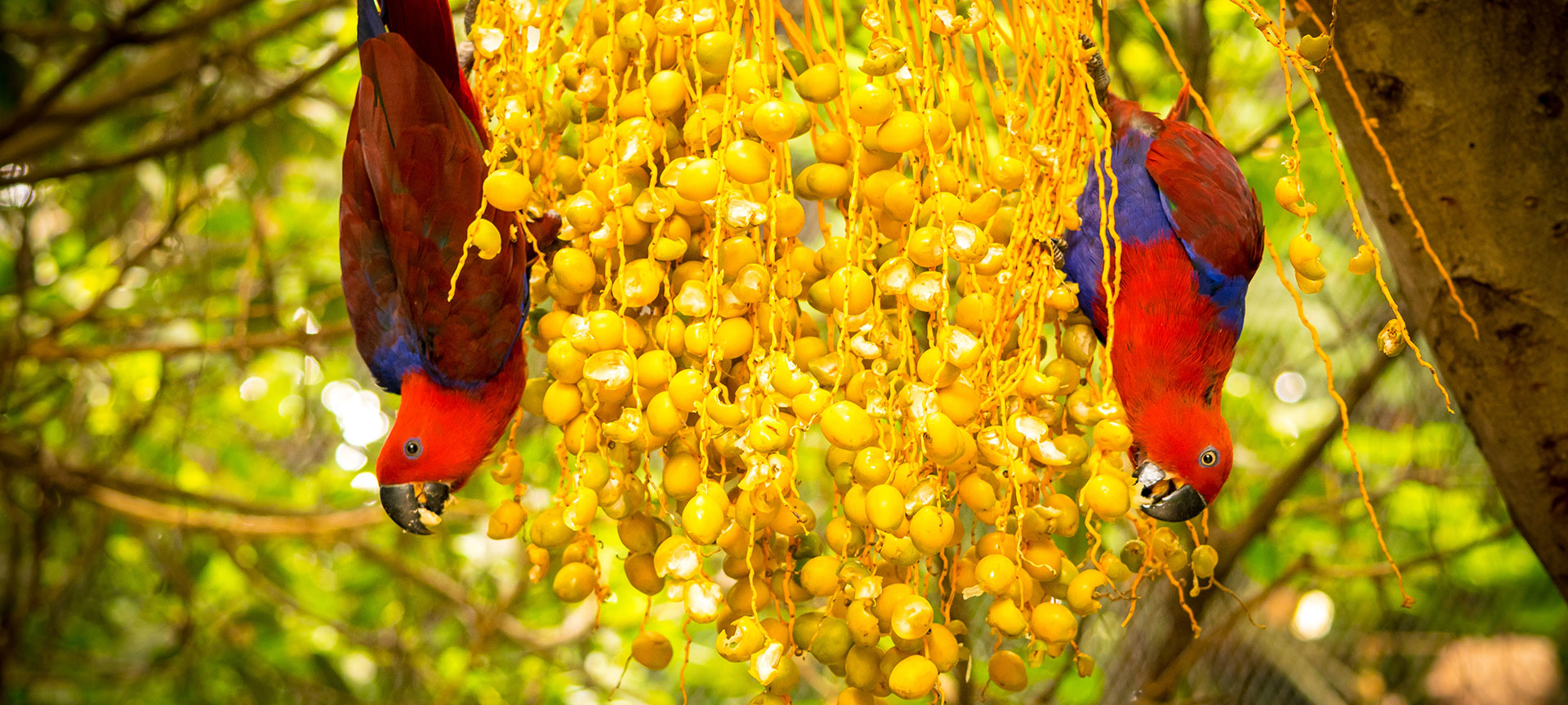 Попугаи едят фрукты в «Лоро-парке».