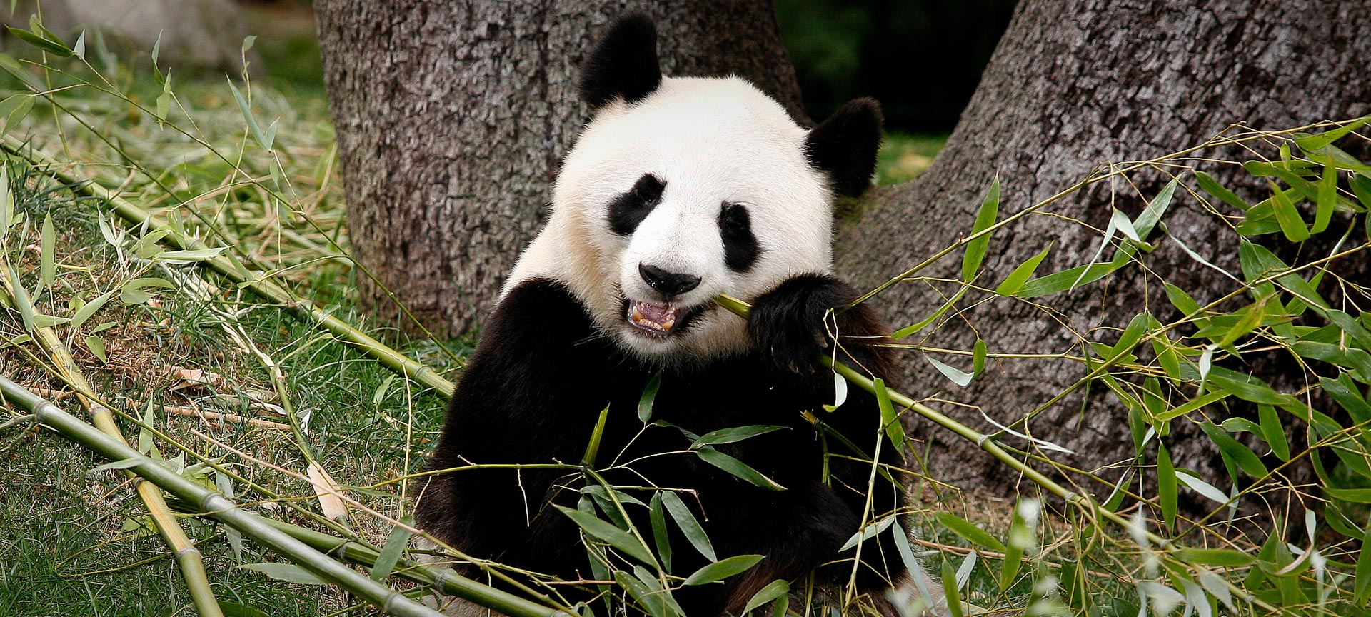 Зоопарк-аквариум в Мадриде