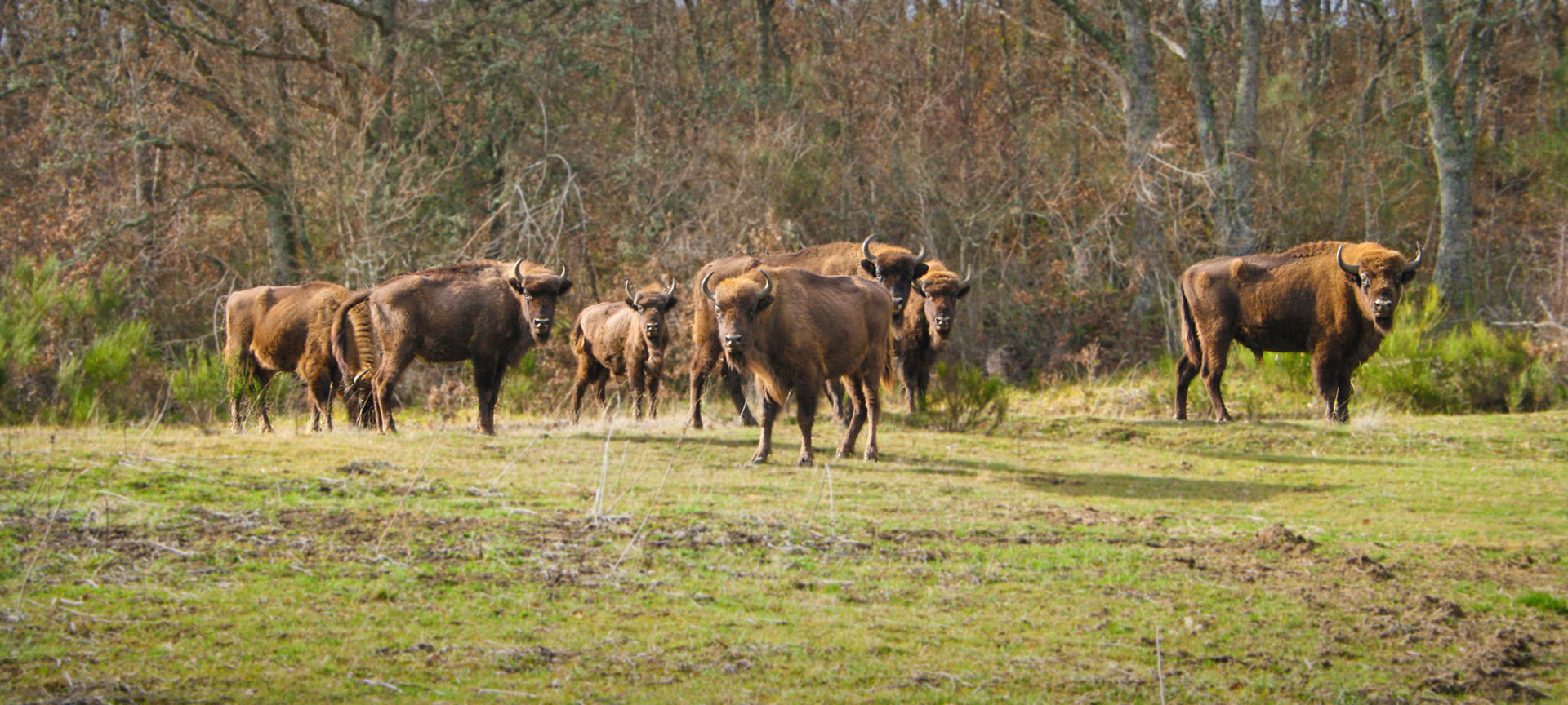 Bison Bonasus. Заказник и центр интерпретации, посвященный зубрам