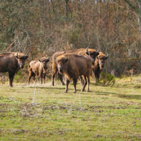 Bison Bonasus. Заказник и центр интерпретации, посвященный зубрам