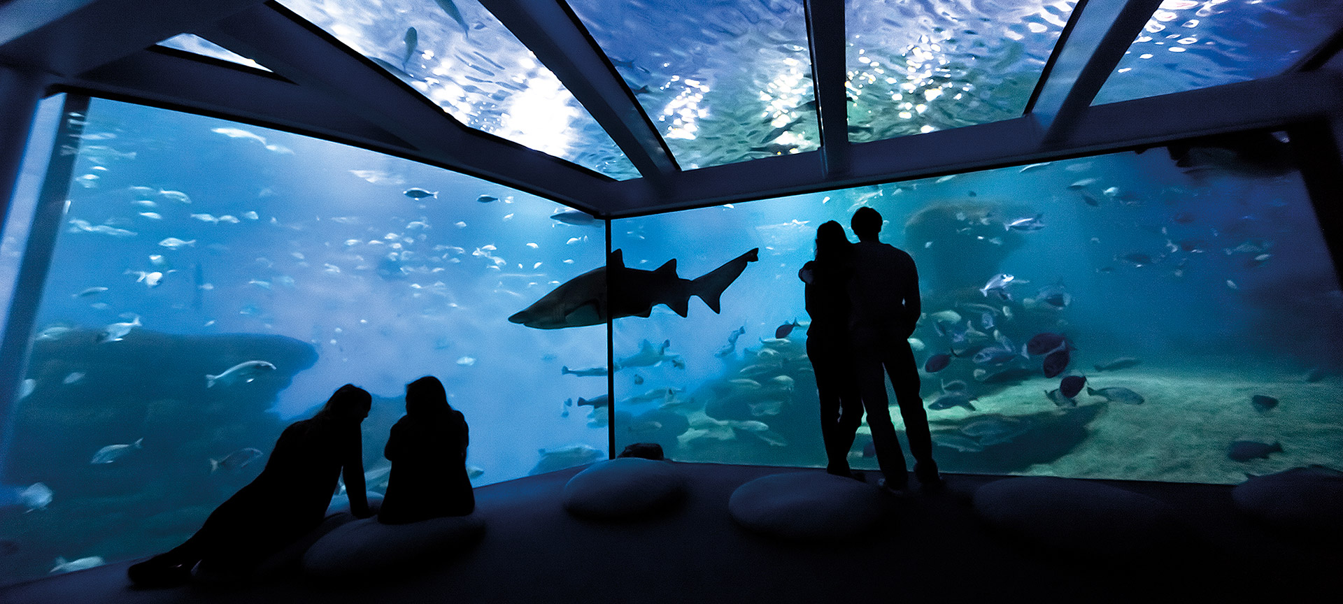 Аквариум Пальмы