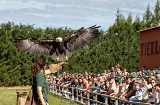 Exhibición de rapaces