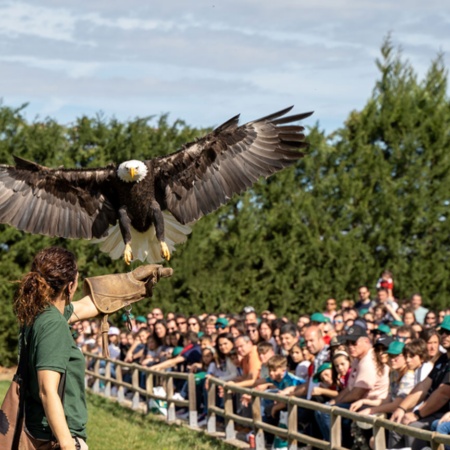 Esibizione di falconeria