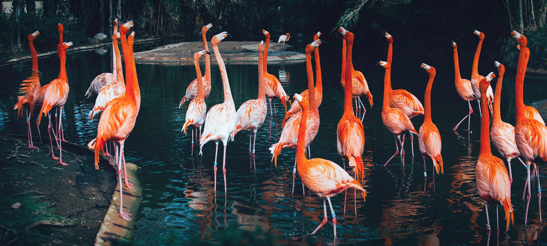 Зоопарк Барселоны