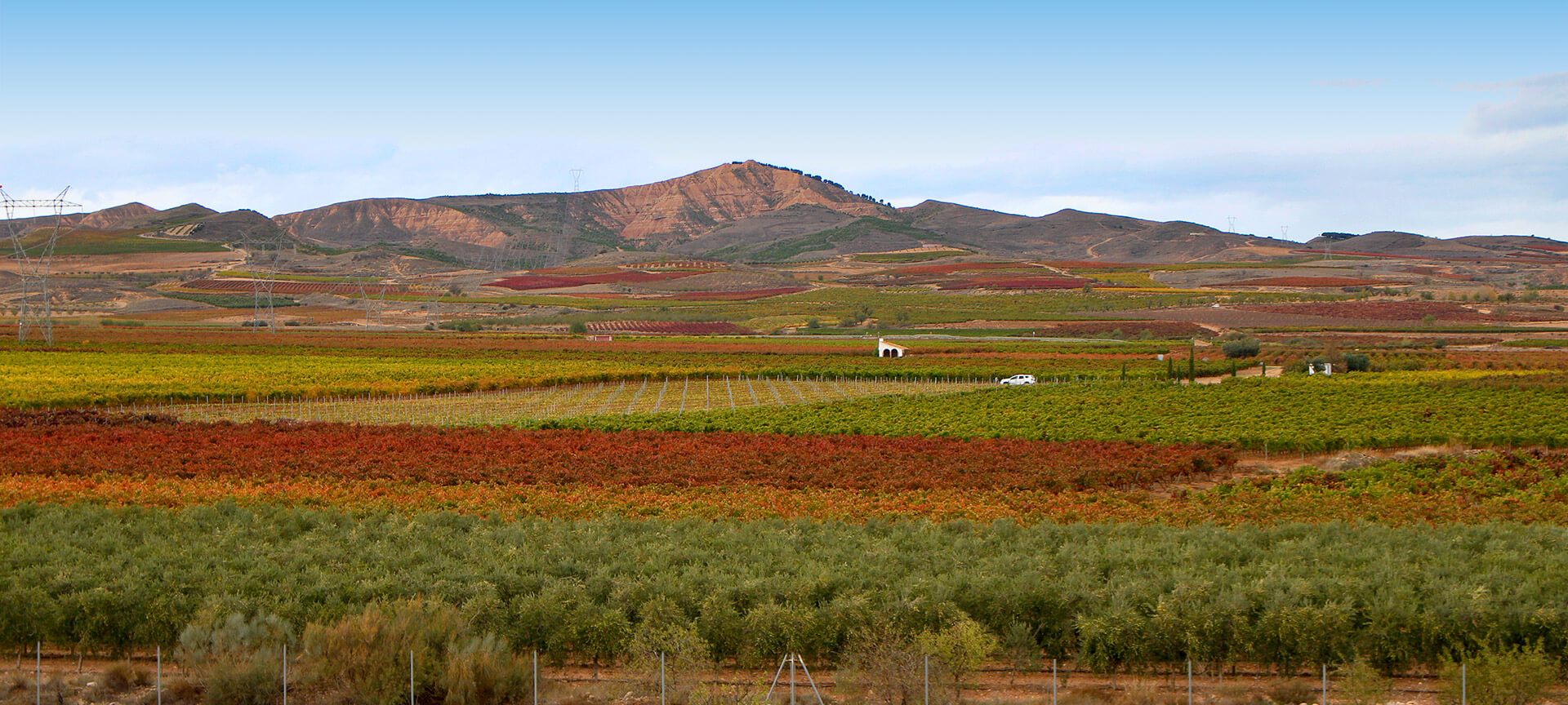 Viñedos en Aldeanueva de Ebro – Ciudad del Vino (La Rioja)