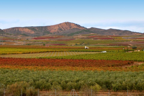 ワインの街、アルデアヌエバ・デ・エブロのブドウ畑（ラ・リオハ）