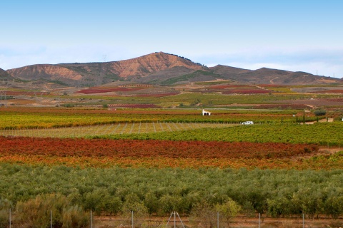 Vigneti ad Aldeanueva de Ebro – Ciudad del Vino (La Rioja)