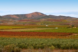 Vinhedos em Aldeanueva de Ebro – Cidade do Vinho (La Rioja)