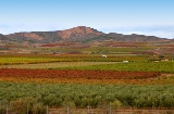 Vignobles à Aldeanueva de Ebro – Ville du vin (La Rioja)