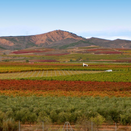 Weingärten in Aldeanueva de Ebro – Ciudad del Vino (La Rioja)