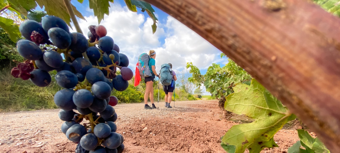 Grupa pielgrzymów na szlaku Camino de Santiago przechodząca przez La Rioja