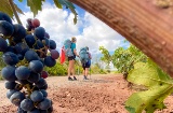 Grupa pielgrzymów na szlaku Camino de Santiago przechodząca przez La Rioja