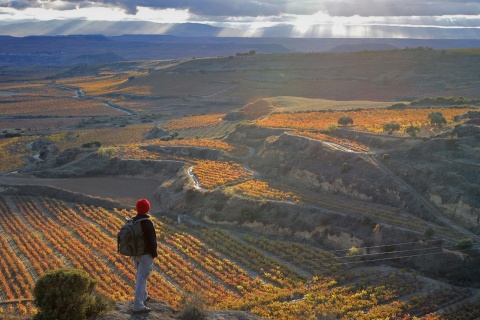 Turysta kontempluje winnice San Vicente de la Sonsierra. La Rioja
