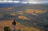 Un’escursionista mentre contempla i vigneti di San Vicente de la Sonsierra. La Rioja
