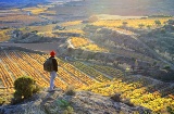 Turista mentre ammira i vigneti di Sonsierra a La Rioja