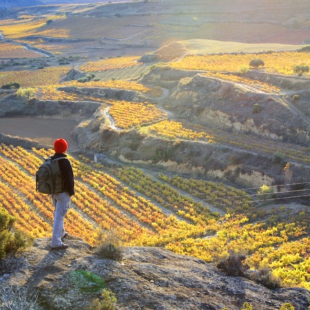 Turista contemplando os vinhedos de Sonsierra, em La Rioja