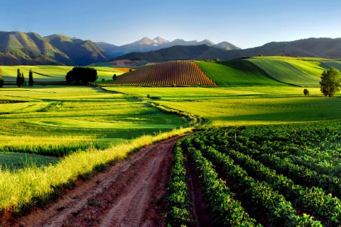 Vineyards in La Rioja. 