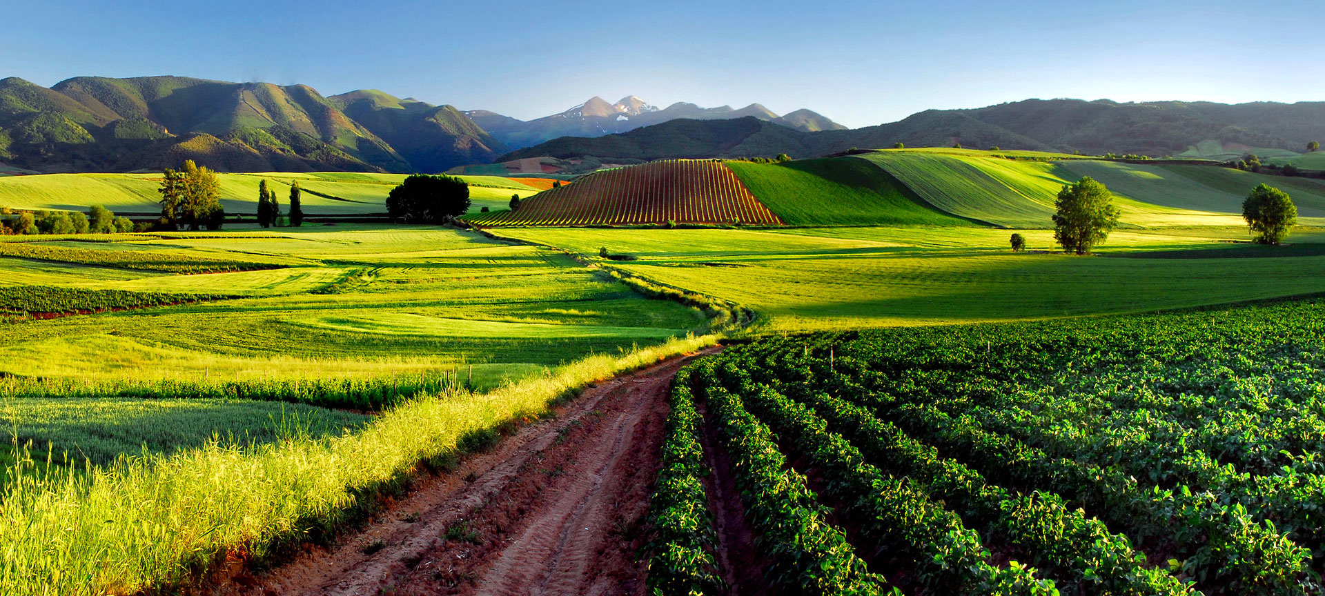 Vineyards in La Rioja. 