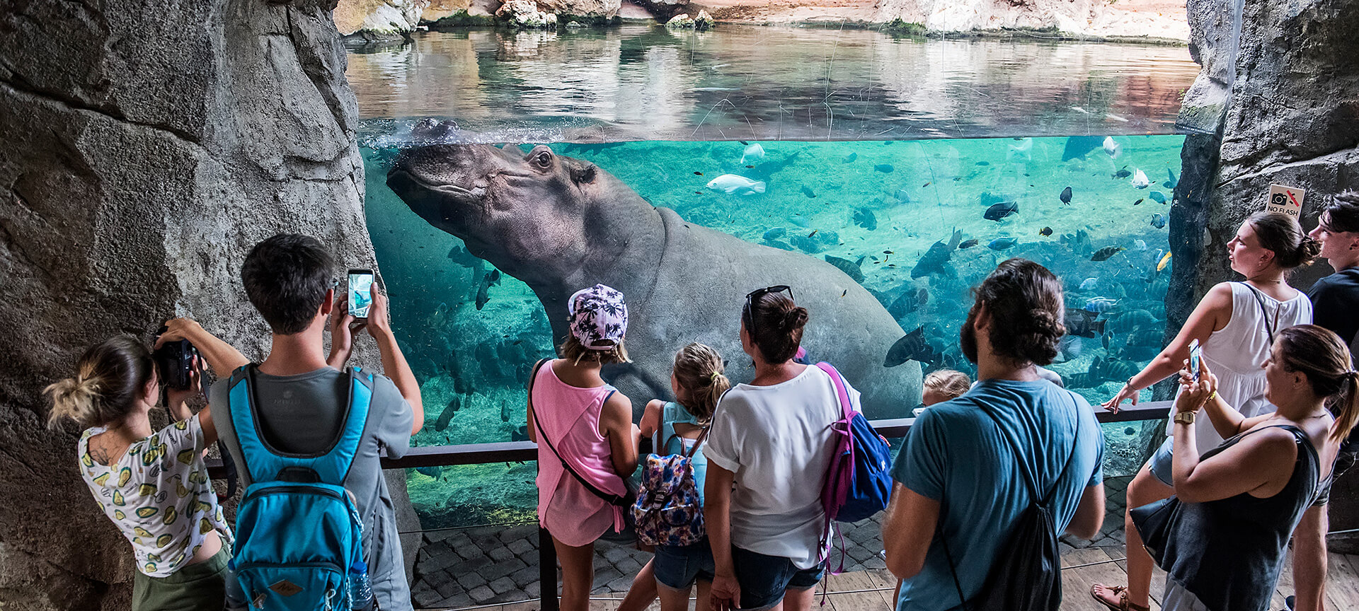 Hipopótamos no Bioparc de Valência Hipopótamos no Bioparc de Valência