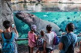 Hippopotames dans le Bioparc de Valence