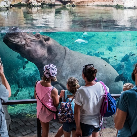 Hipopotamy w ogrodzie zoologicznym Bioparc w Walencji