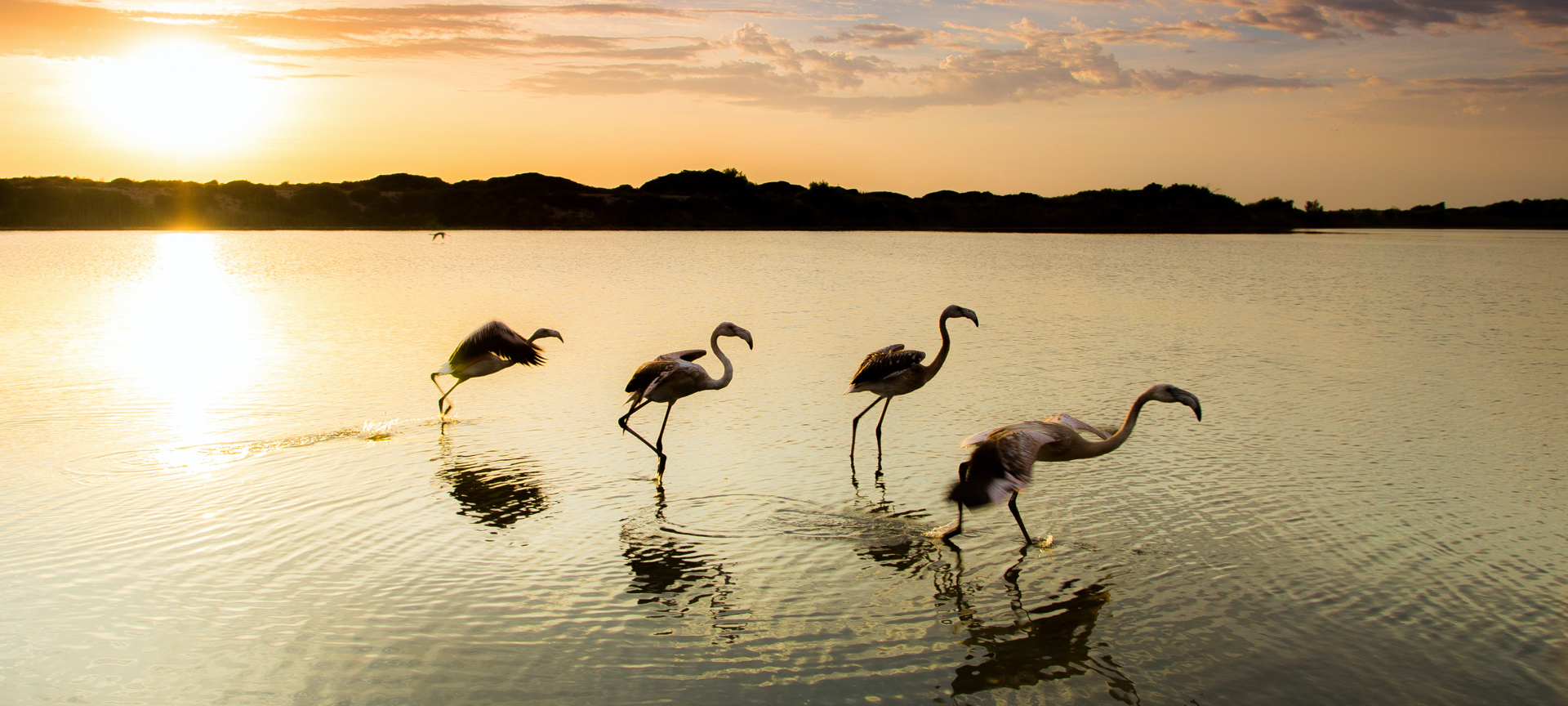 A flock of flamingos takes flight in Doñana National Park, Huelva A flock of flamingos takes flight in Doñana National Park, Huelva