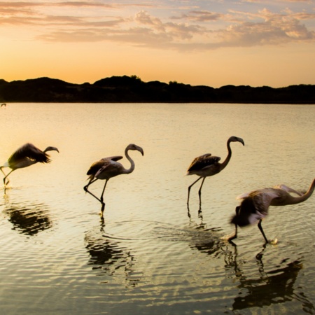 Grupa flamingów podnosi się do lotu w Parku Narodowym Doñana, Huelva