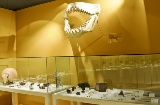 Musée archéologique et d’histoire d’Elche