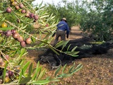 Recogida de aceituna