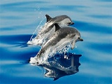 Vista de delfines en el mar