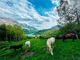 Cavalos pastando nos Pirineus