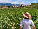 Turista en viñedos del País Vasco