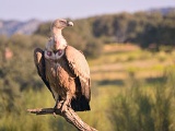 Vulture in Monfragüe National Park, Extremadura