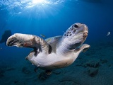 Tortoise in Tenerife, Canary Islands