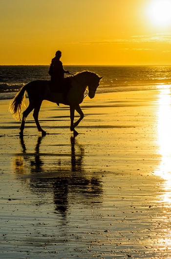 Equestrian tourism in Mazagón, Huelva, Andalucía