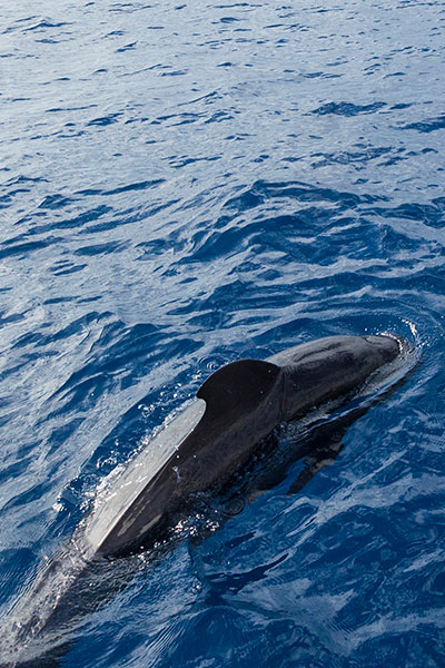 Avvistamento di cetacei Avvistamento di cetacei