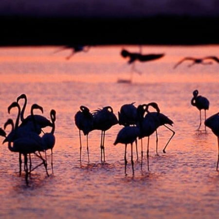 Flamencos