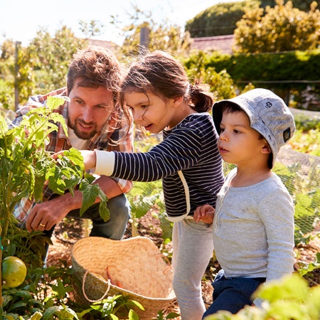 Family observing tomato branches in the vegetable garden